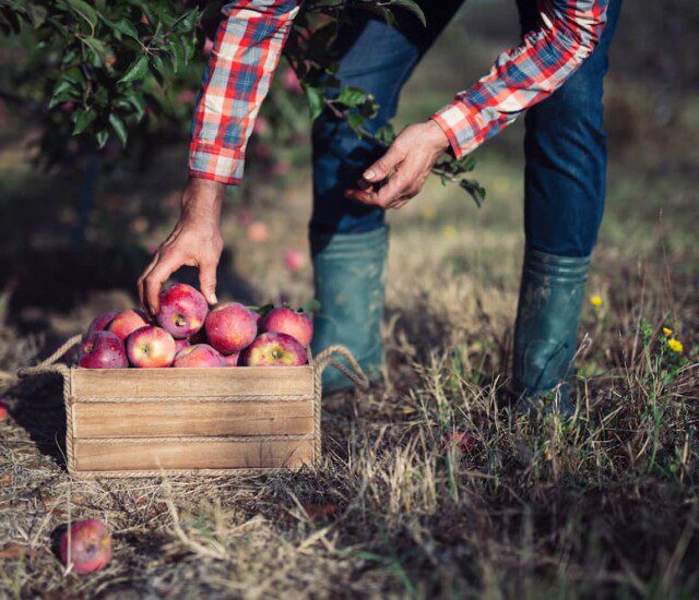 close-up of man wearing flannel and boots bending to collect apples in the fall