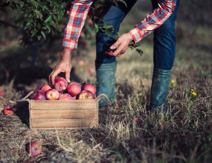 close-up of man wearing flannel and boots bending to collect apples in the fall