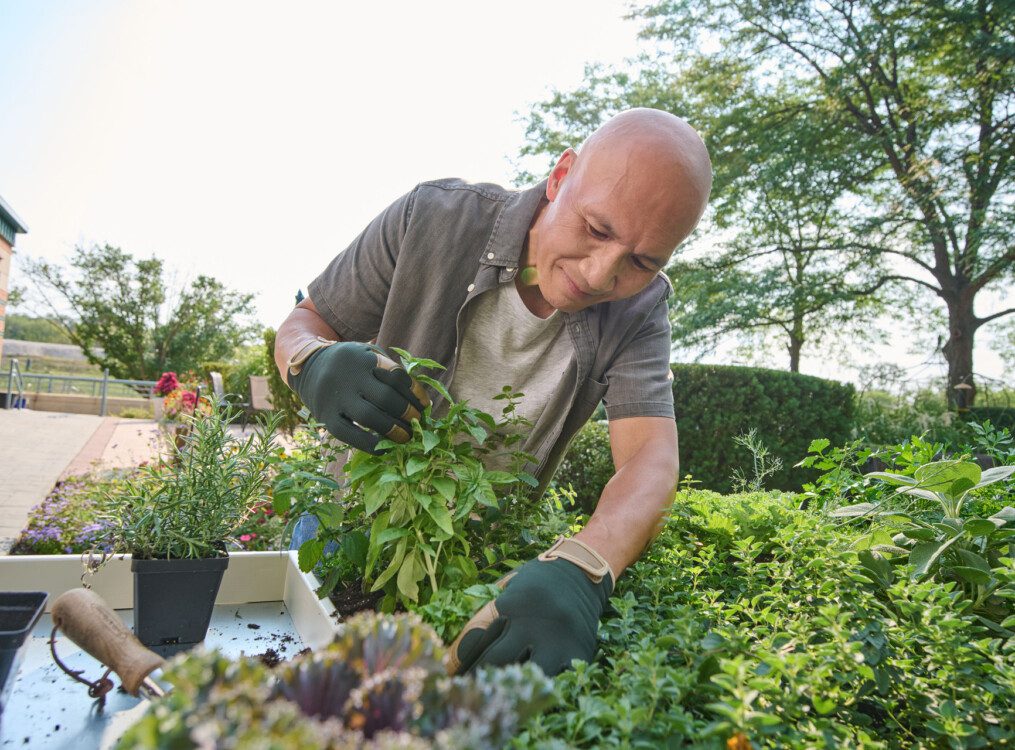 senior man smiles and checks on the plants in the senior community garden