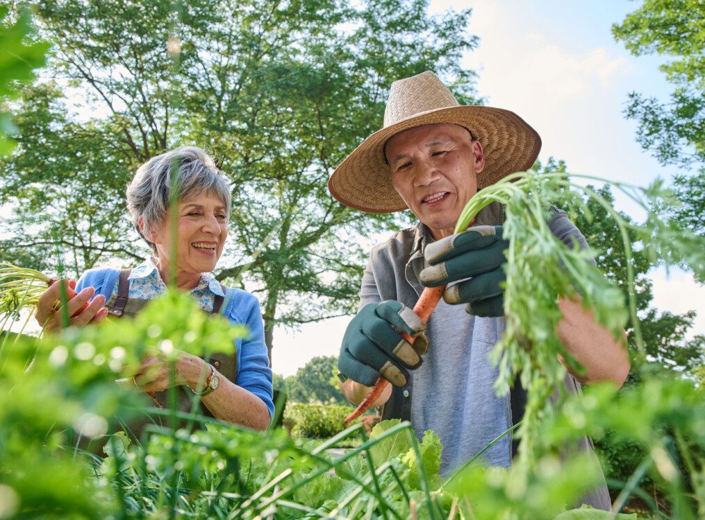 senior man and woman smile while harvesting carrots from the senior community garden
