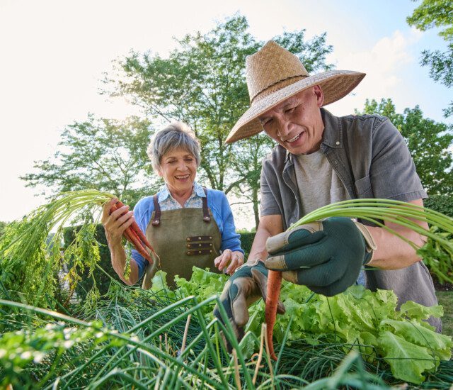 senior man and woman smile while harvesting carrots from their senior community garden